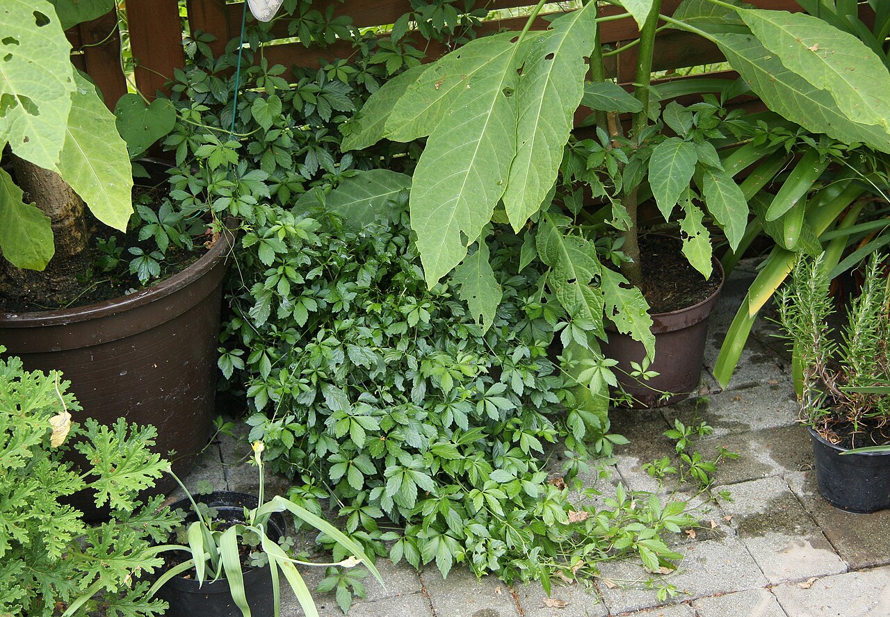 Gynostemma pentaphyllum (Gynostemma pentaphyllum)