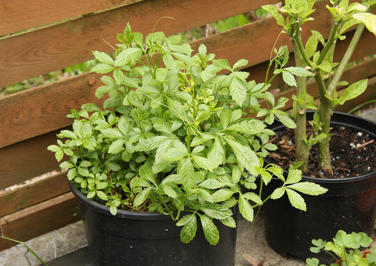 Gynostemma pentaphyllum (Gynostemma pentaphyllum)