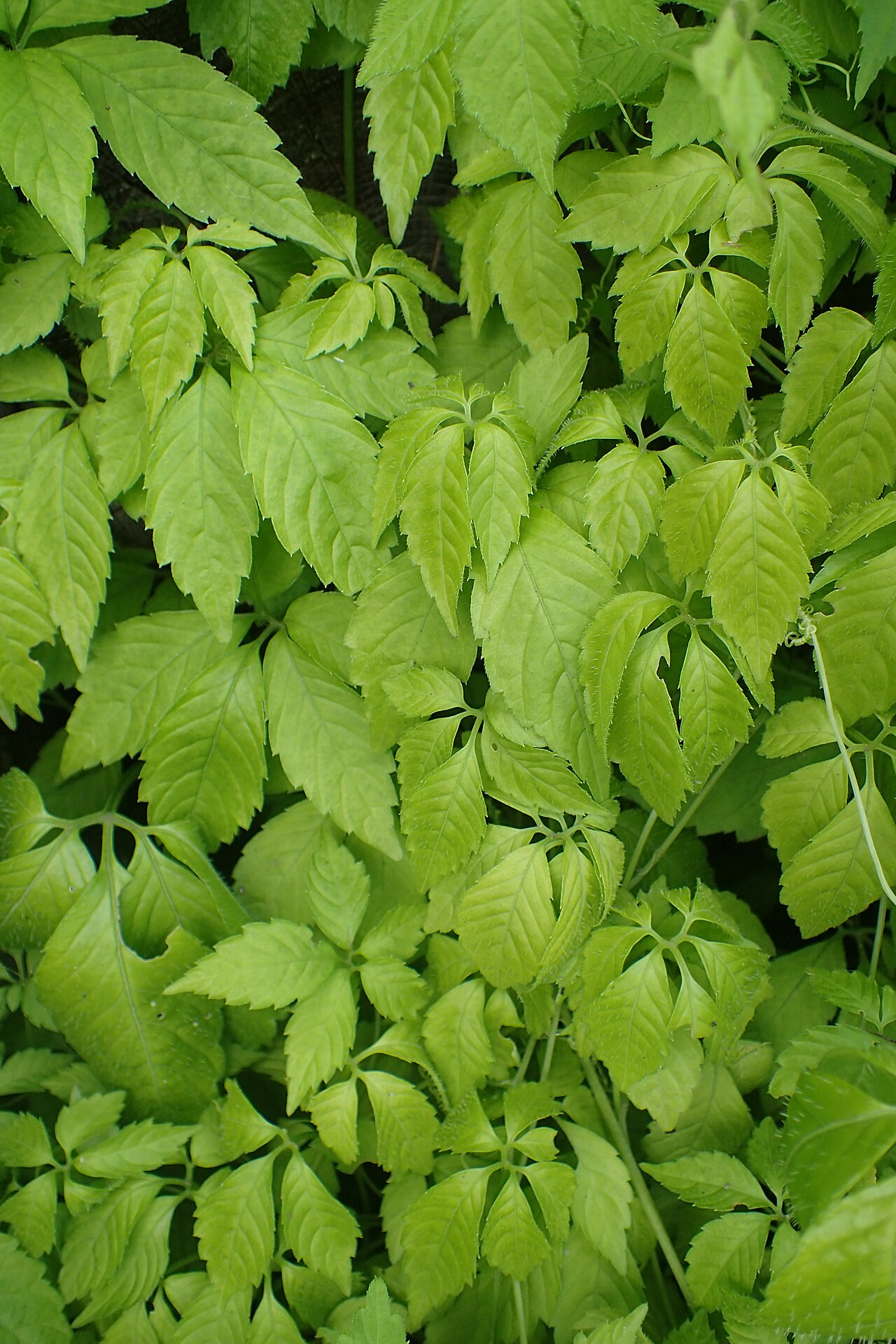 Gynostemma pentaphyllum: Gynostemma pentaphyllum in Wrocław University Botanical Garden