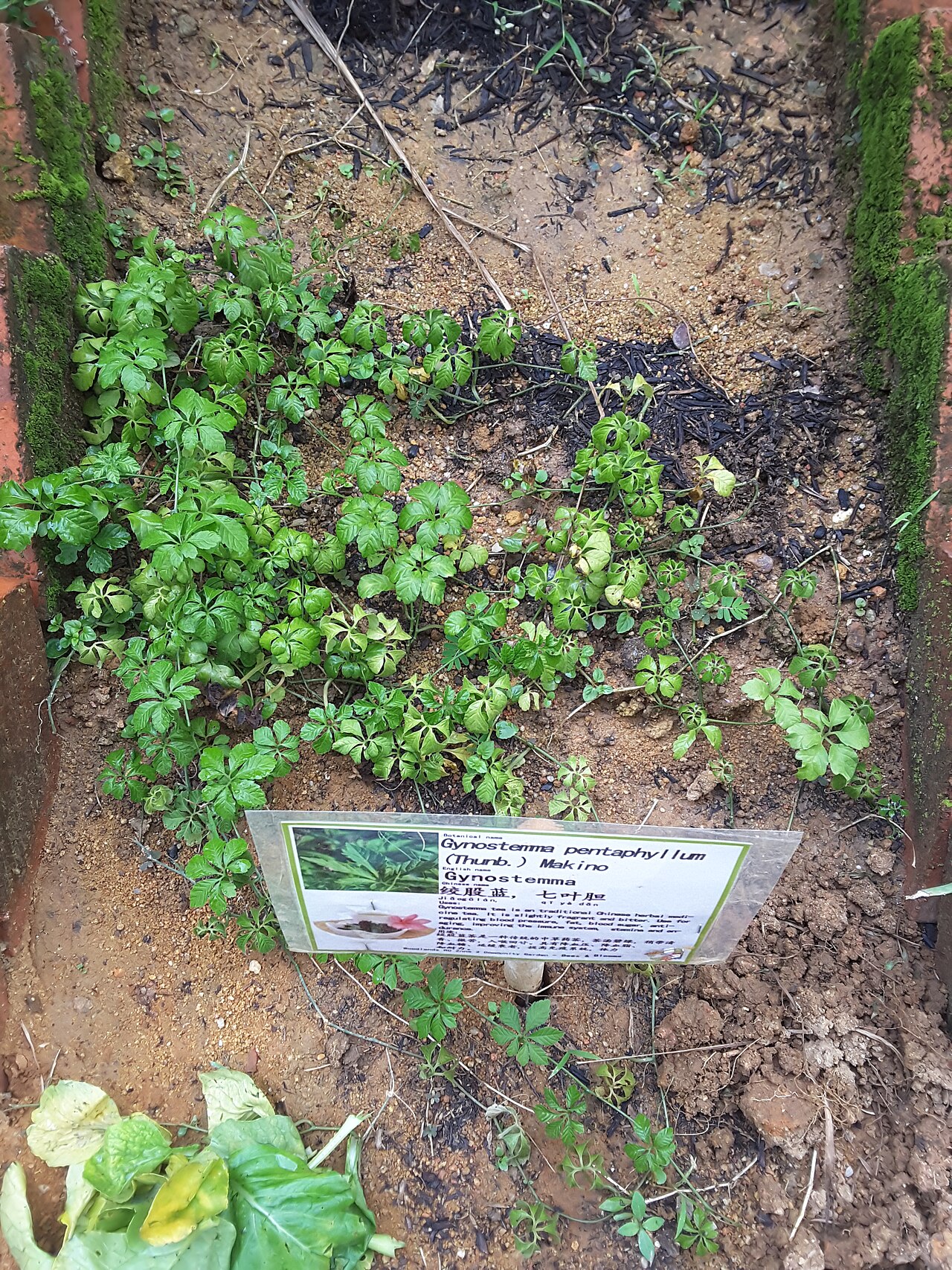 Gynostemma pentaphyllum: Gynostemma cultivation in Singapore