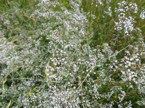 Baby's breath (Gypsophila paniculata)