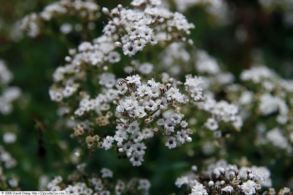Baby's breath: Location taken: Potomac Garden Center, Urbana, MD, USA. Names: Gypsophila paniculata 'Festival Star' Linnaeus, Babys Breath, Babysbreath, Babysbreath Gypsophila