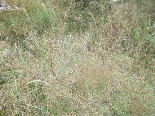 Baby's breath (Gypsophila paniculata)