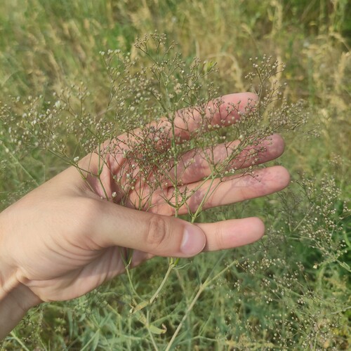 Baby's breath (Gypsophila paniculata)