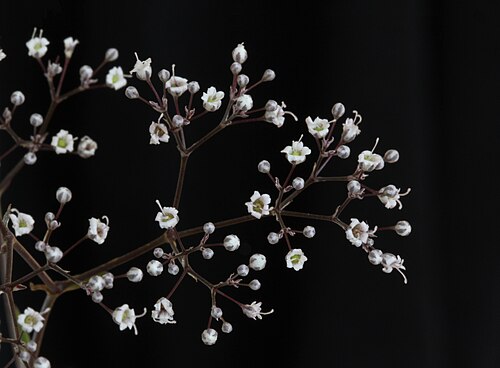 Baby's breath: Close-up of baby's breath ( Gypsophila paniculata ) flowers. Picked from roadside near the Point Betsie lighthouse , Michigan. Each flower is roughly 1 mm (less