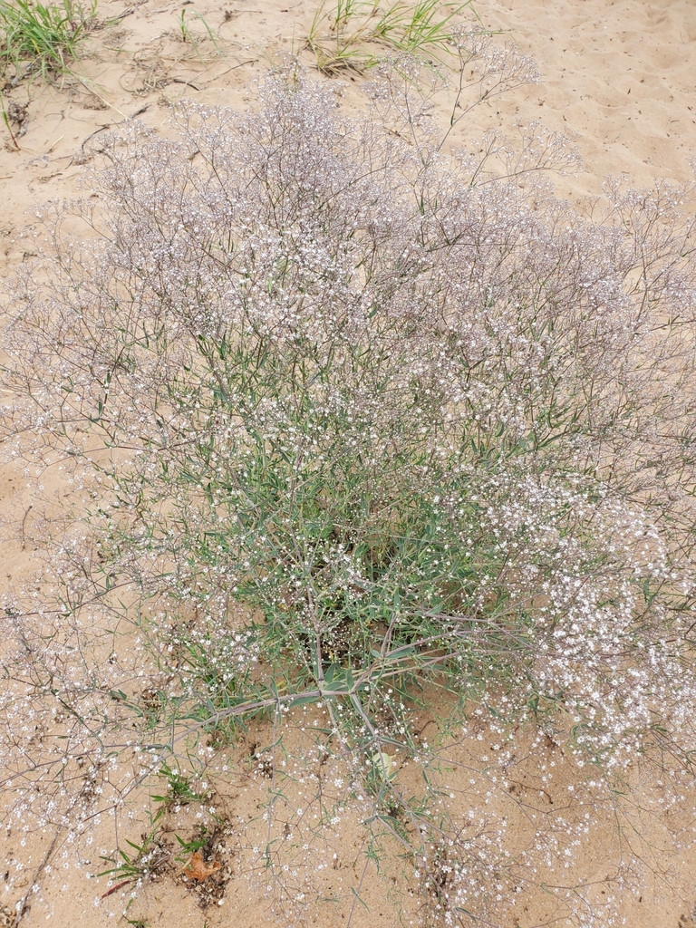 Baby's breath (Gypsophila paniculata)