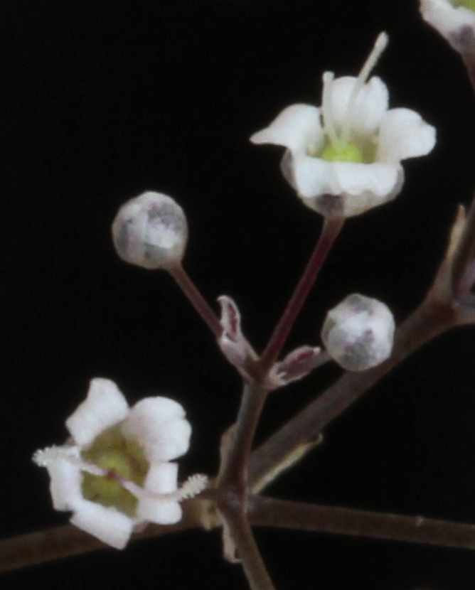 Baby's breath: Close-up of two baby's breath ( Gypsophila paniculata ) flowers. Picked from roadside near the Point Betsie lighthouse , Michigan. Each flower is roughly 1 mm (