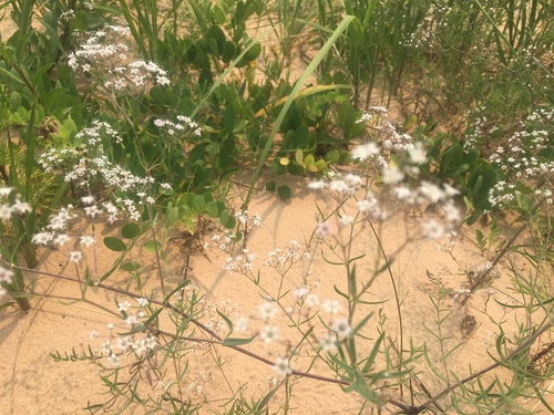 Baby's breath (Gypsophila paniculata)