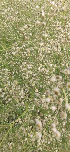 Baby's breath (Gypsophila paniculata)