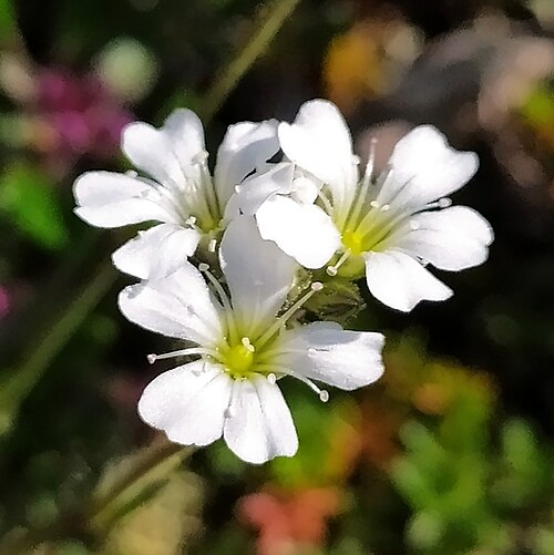Gypsophila uralensis: Gypsophila uralensis in Russia