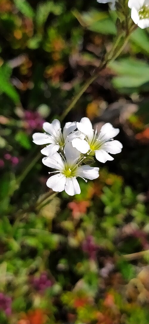 Gypsophila uralensis: Gypsophila uralensis in Russia