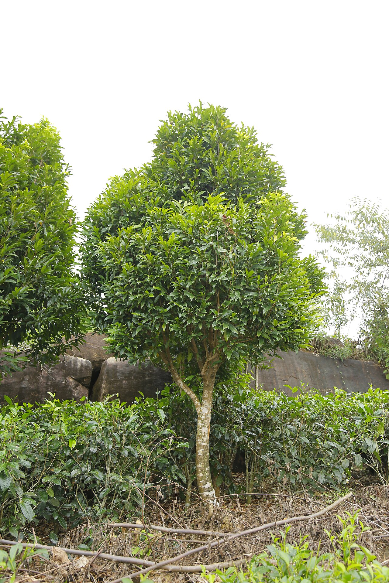 Gyrinops walla: A wallapatta tree in one of the Pintanna Estates found in Ratnapura