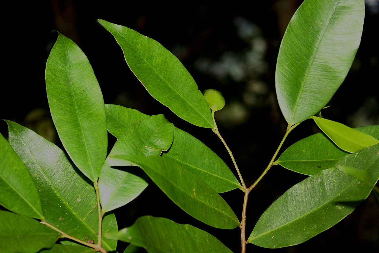 Gyrinops walla: Leaves of Gyrinops walla