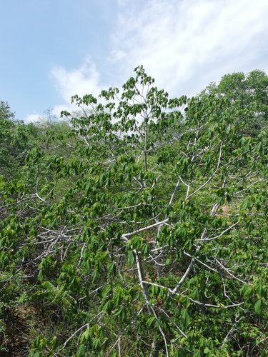 Gyrocarpus jatrophifolius (Gyrocarpus jatrophifolius)