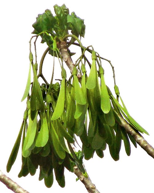 Gyrocarpus jatrophifolius: Gyrocarpus jatrophifolius, immature fruits and expanding leaves