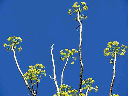 Gyrocarpus jatrophifolius: Gyrocarpus jatrophifolius, flowering in March, the dry season