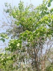Gyrocarpus jatrophifolius (Gyrocarpus jatrophifolius)