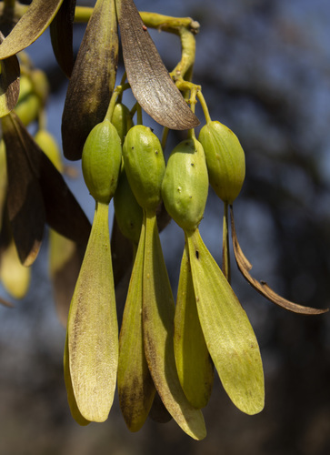 Gyrocarpus jatrophifolius (Gyrocarpus jatrophifolius)