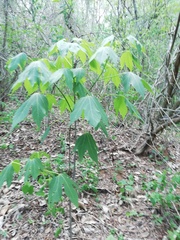 Gyrocarpus jatrophifolius (Gyrocarpus jatrophifolius)