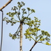 Gyrocarpus jatrophifolius (Gyrocarpus jatrophifolius)