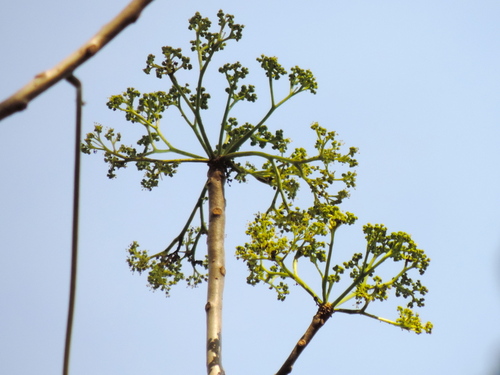 Gyrocarpus jatrophifolius (Gyrocarpus jatrophifolius)