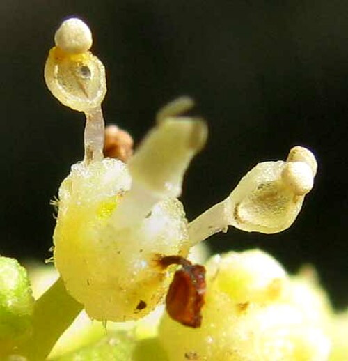 Gyrocarpus jatrophifolius: Gyrocarpus jatrophifolius, anthers dehiscing by longitudinal valves