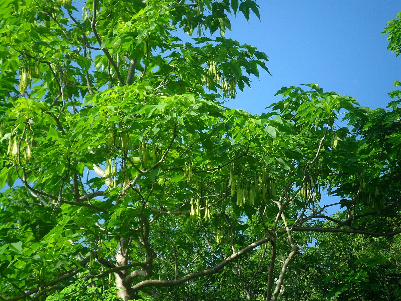 Gyrocarpus jatrophifolius: Gyrocarpus jatrophifolius. Species of plant.
