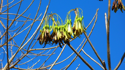 Gyrocarpus jatrophifolius (Gyrocarpus jatrophifolius)