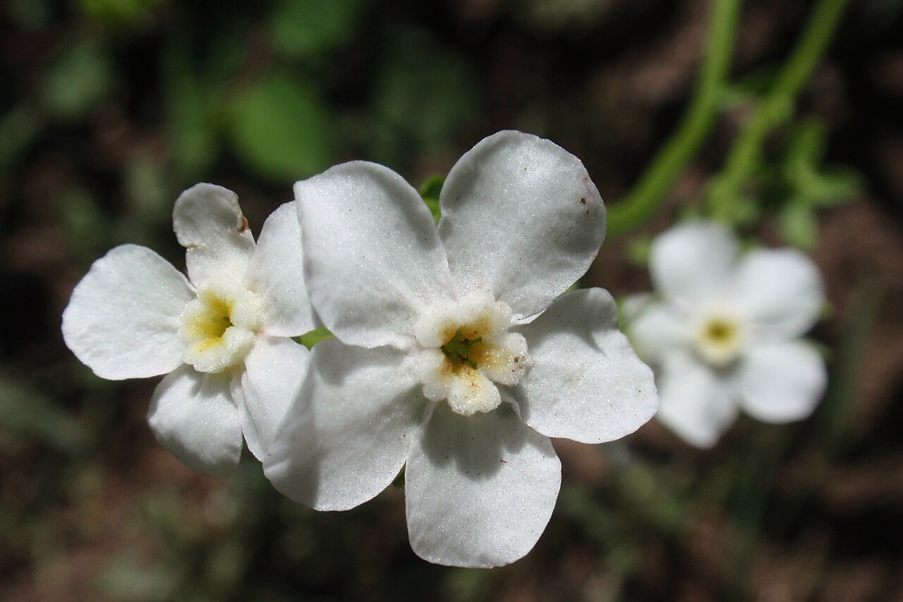 California stickseed: Hackelia Californica