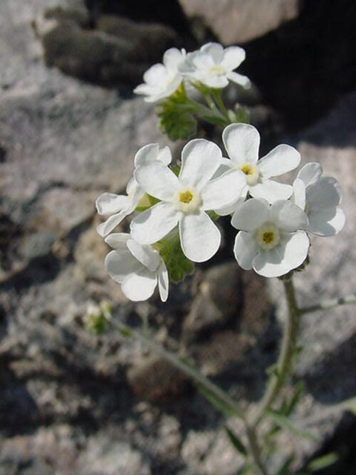 Gray stickseed: Hackelia_cinerea in southwest Idaho