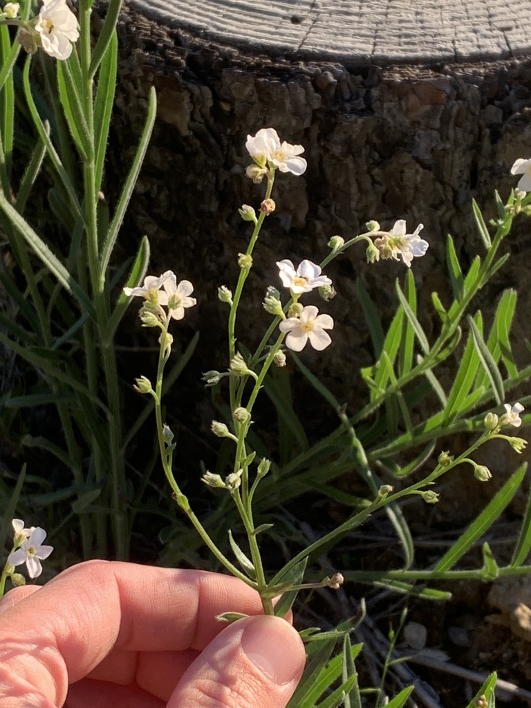 Gray stickseed (Hackelia cinerea)