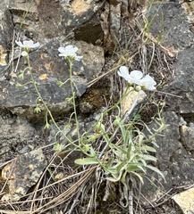 Gray stickseed (Hackelia cinerea)