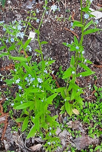 Nodding stickseed: Northern Stickseed