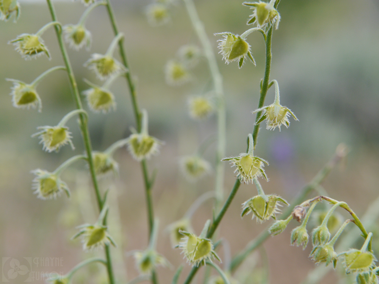 Spreading stickseed: Hackelia diffusa var. arida- in seed in the foothills near Wenatchee, Chelan County Washington