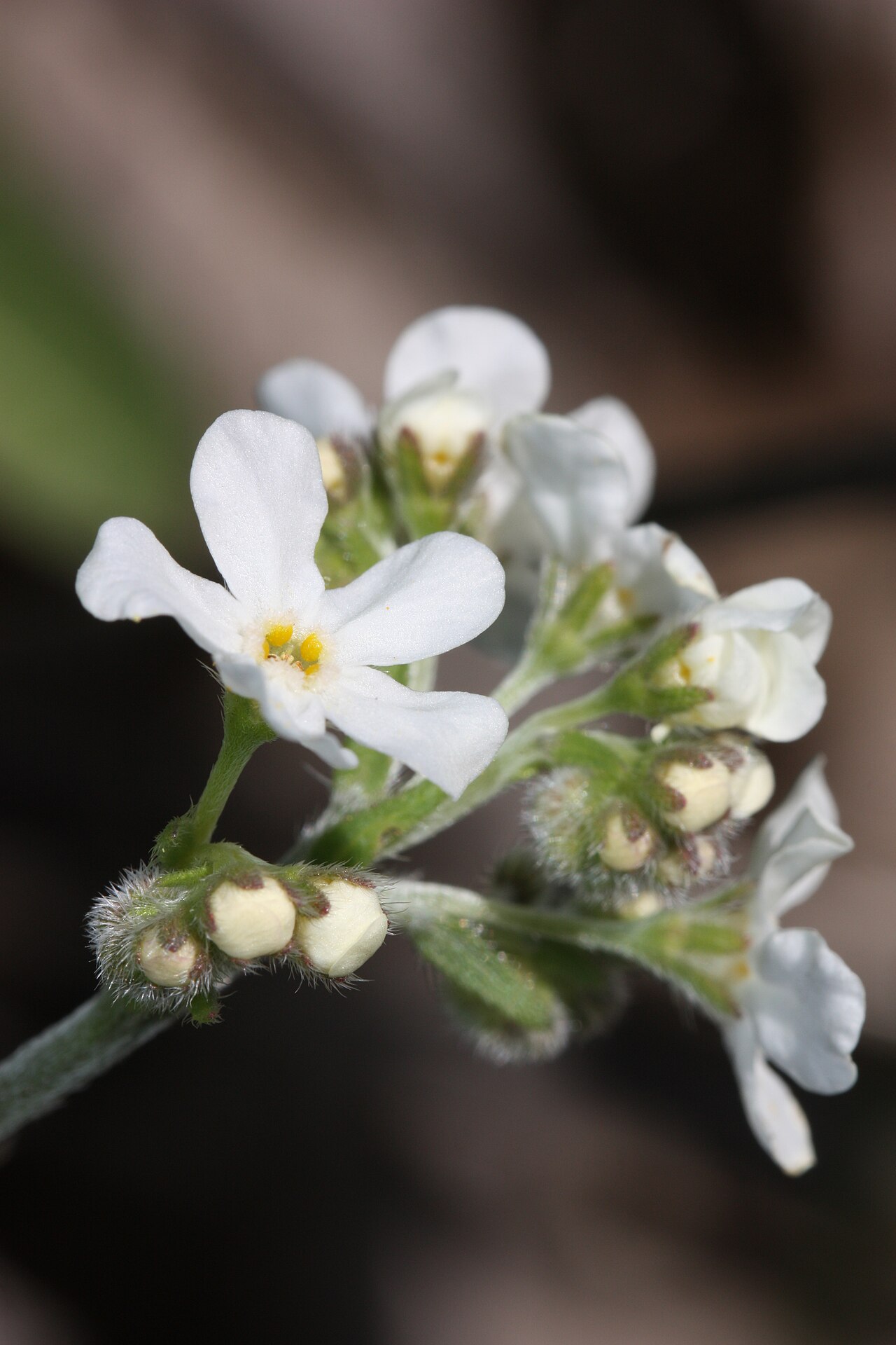 Spreading stickseed: Sagebrushstickseed