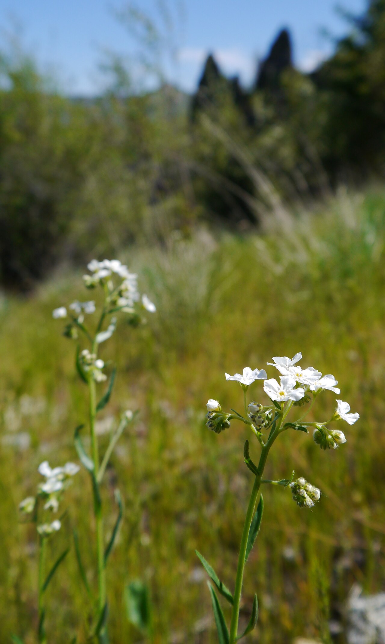 Spreading stickseed: Hackelia diffusa in the Wenatchee foothills near Saddlerock, Chelan County Washington