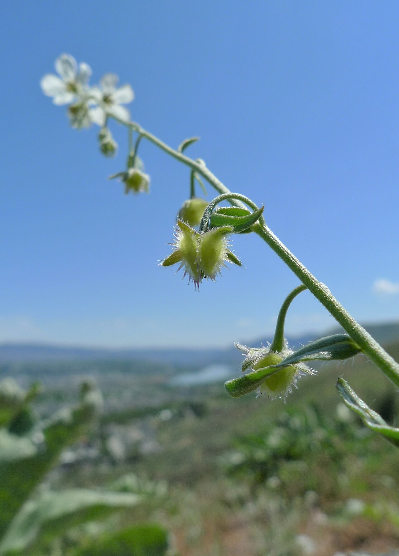 Spreading stickseed: Hackelia diffusa with flowers and green fruits in the Wenatchee foothills near Saddlerock, Chelan County Washington