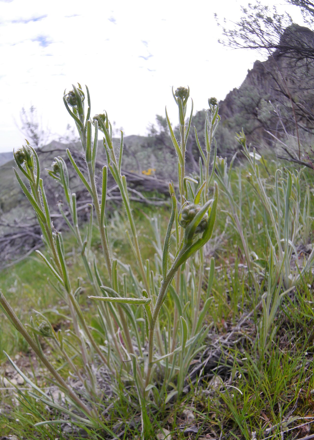 Spreading stickseed: Hackelia diffusa preflowing in the Wenatchee foothills near Saddlerock, Chelan County Washington