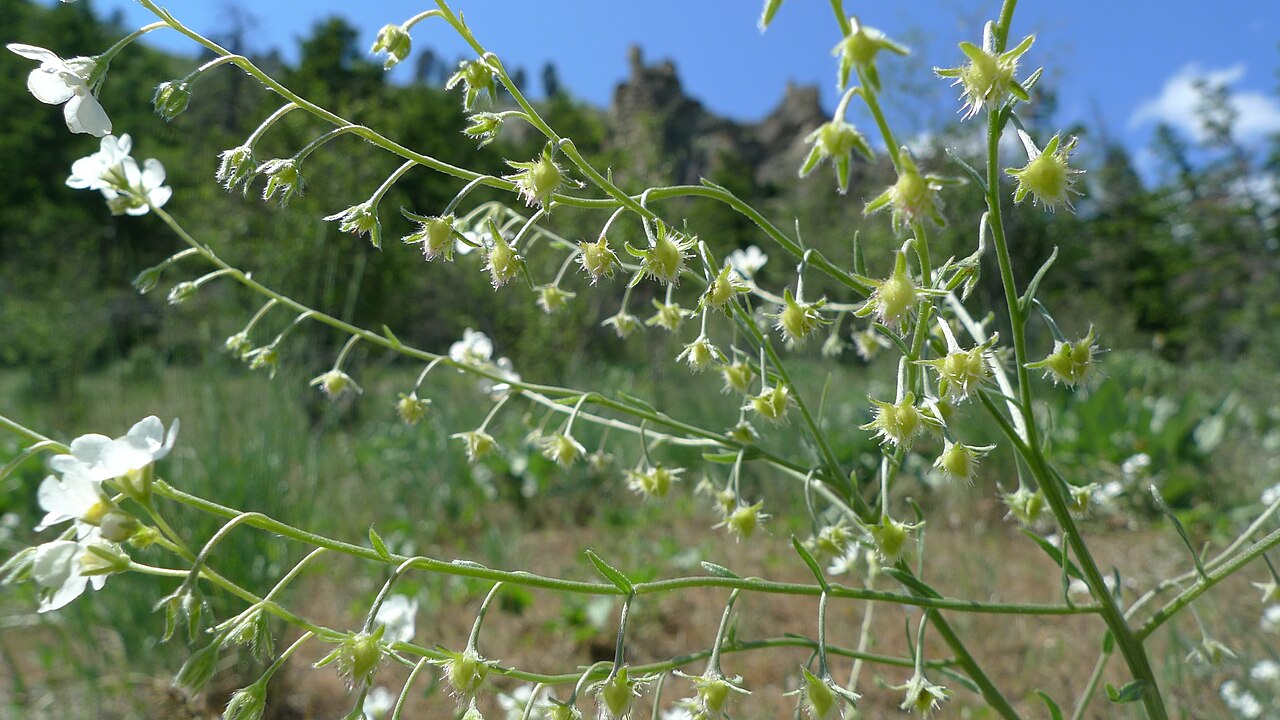 Spreading stickseed: Hackelia diffusa in the Wenatchee foothills near Saddlerock, Chelan County Washington
