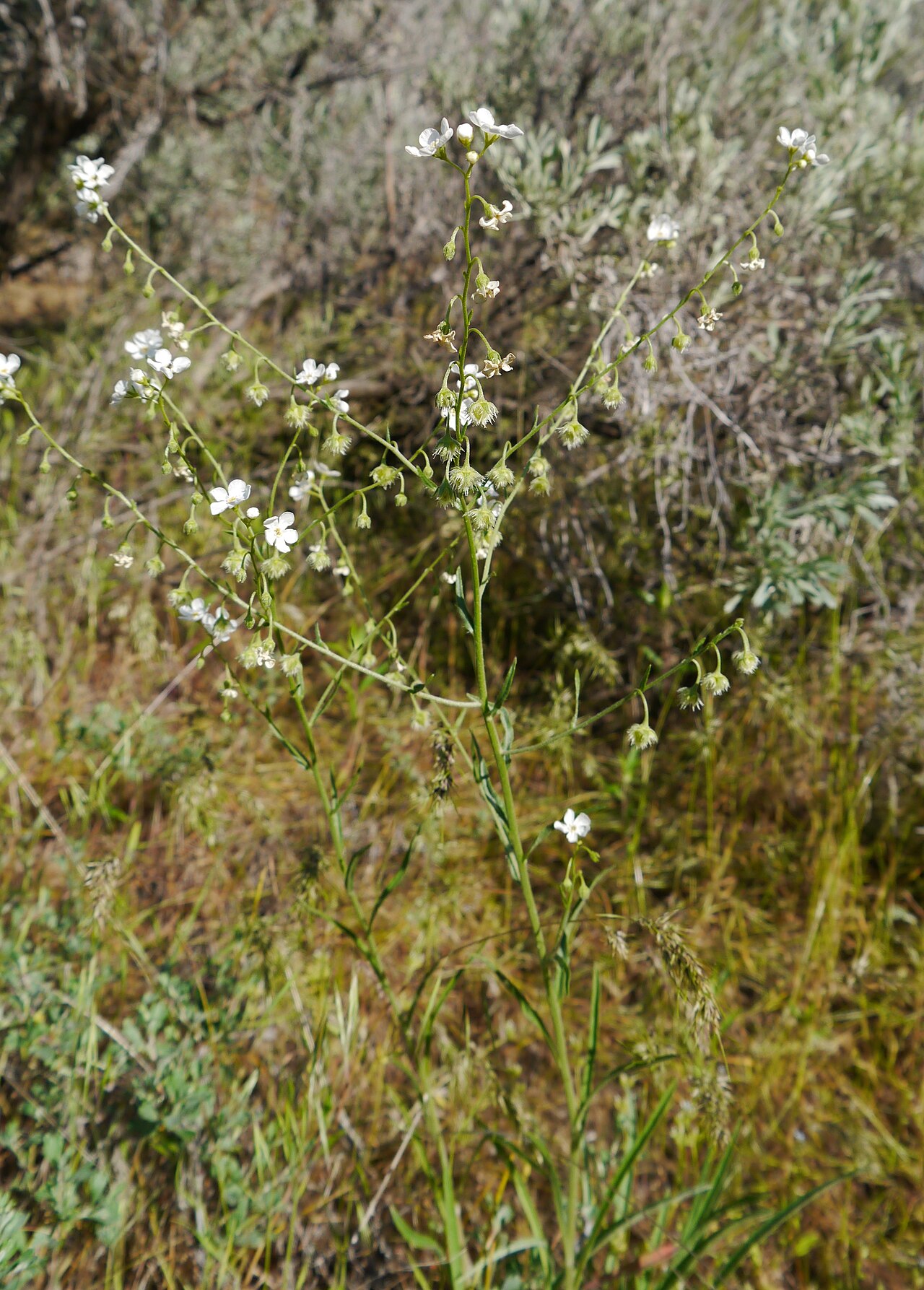 Spreading stickseed: Hackelia diffusa