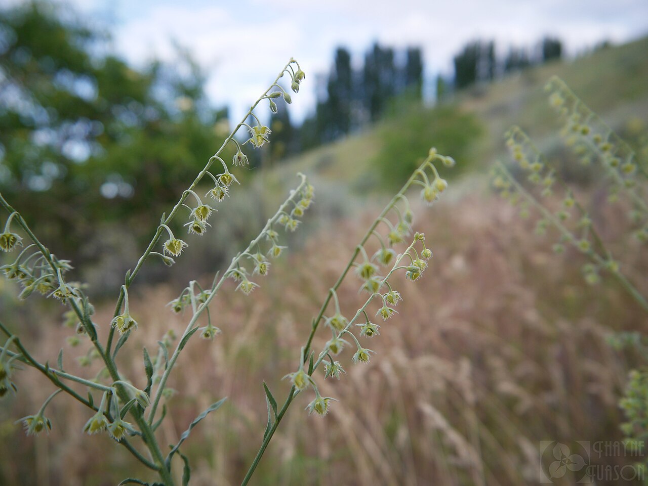 Spreading stickseed: Hackelia diffusa var. arida- in seed in the foothills near Wenatchee, Chelan County Washington