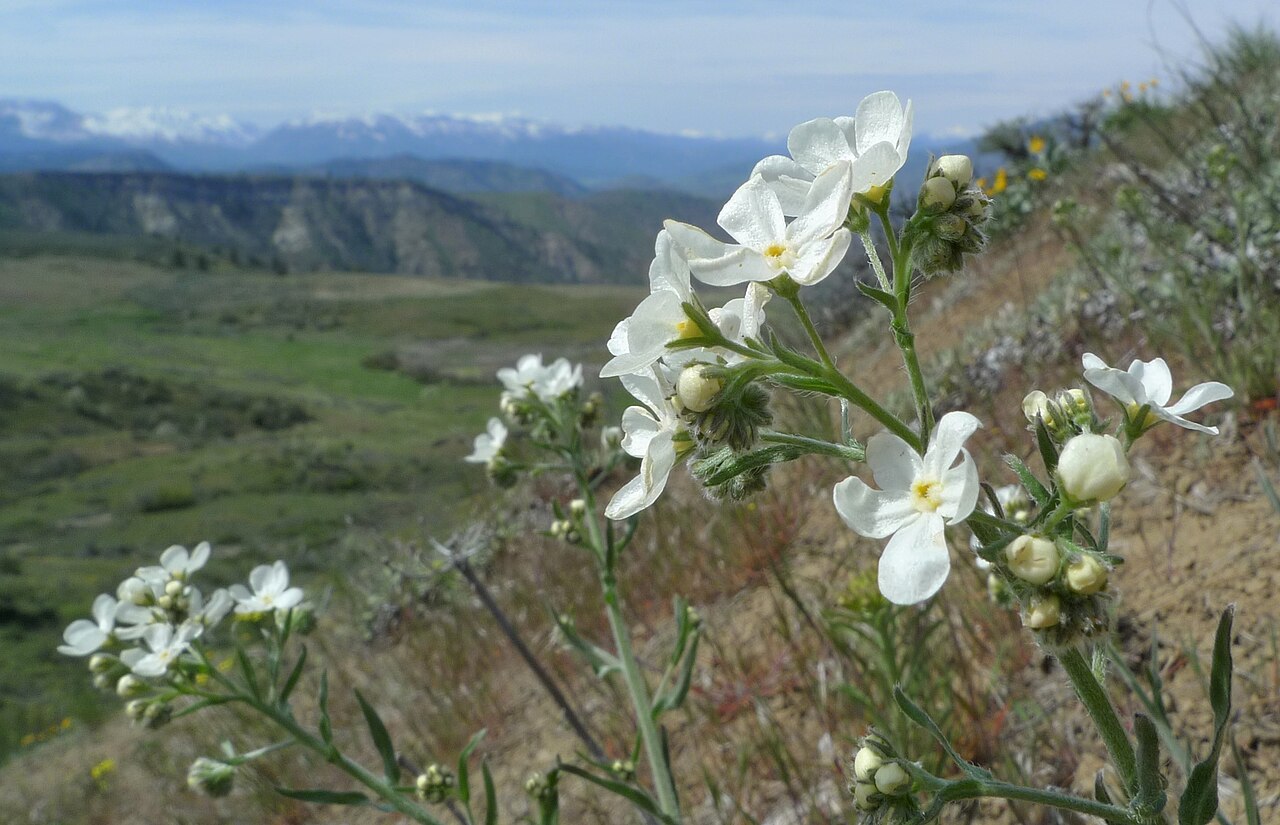 Spreading stickseed: Hackelia diffusa flowering near Horselake, Chelan County Washington
