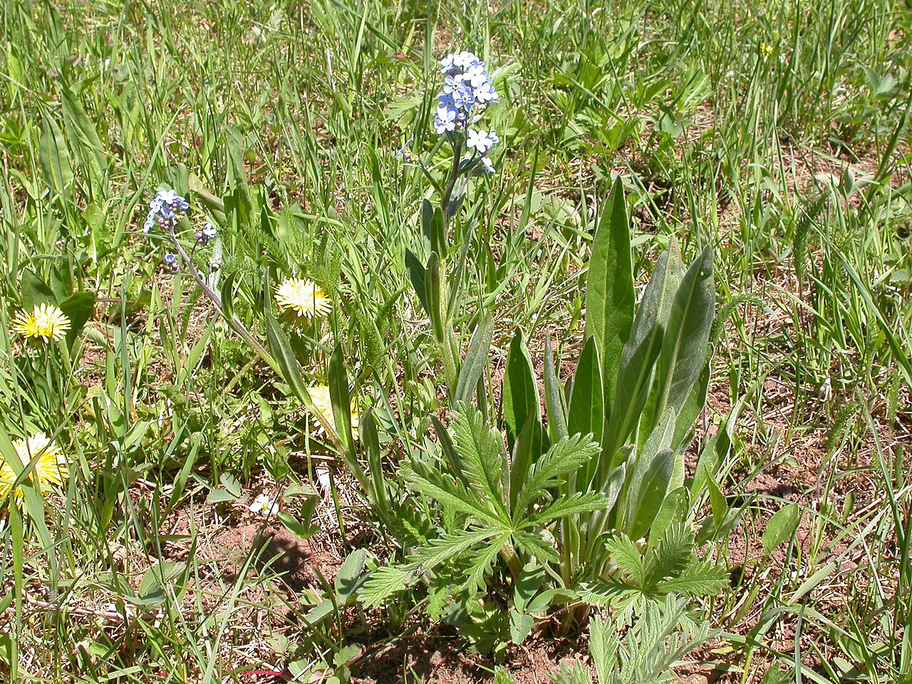 Manyflower stickseed: Te basal leaves are typically well developed and individual plants often can be pulled up with intact roots, an indication of the short-lived perennial habit.