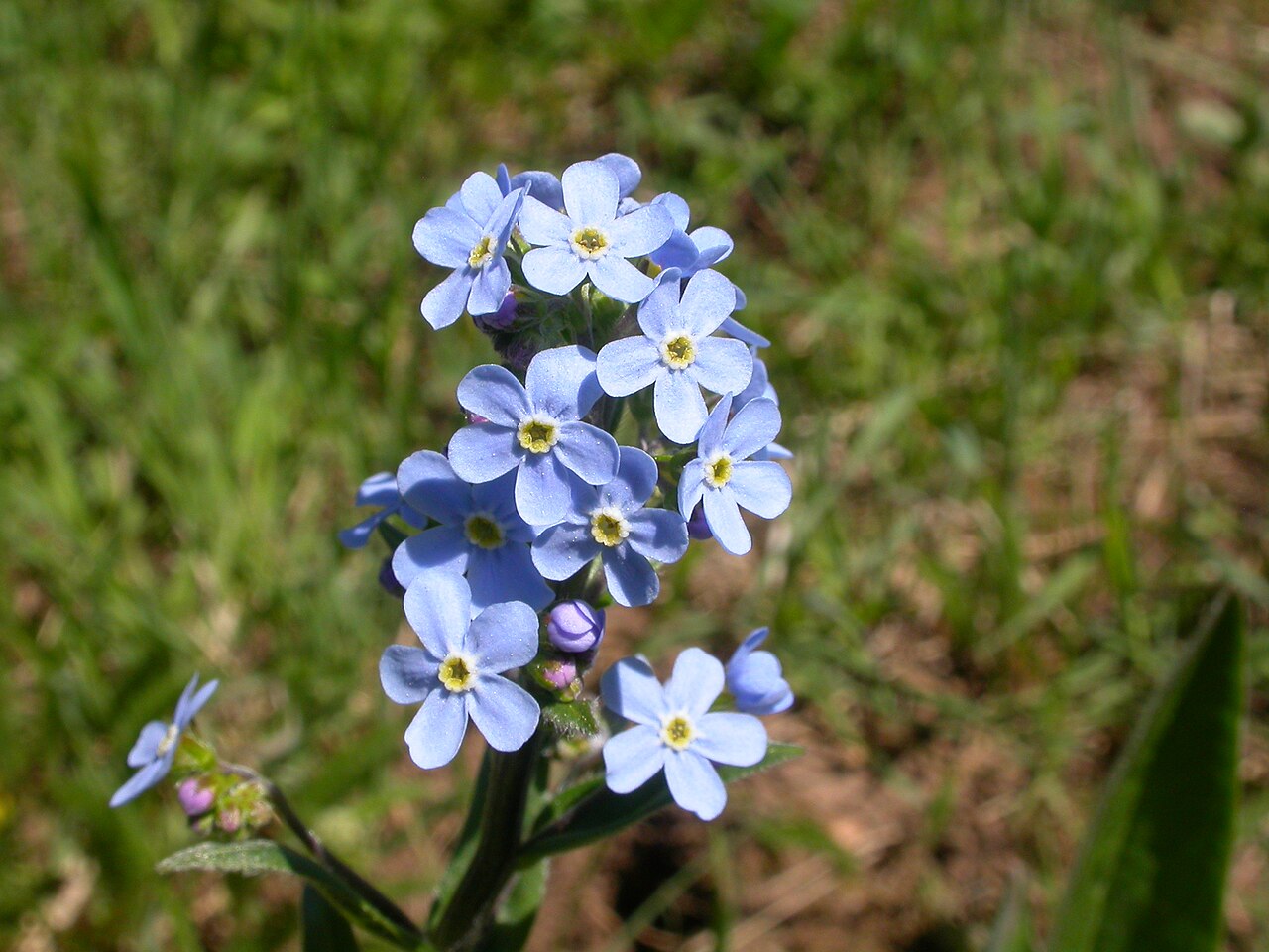 Manyflower stickseed: The limb of the corolla is usually over 3 mm wide in this biennial to short-lived perennial.