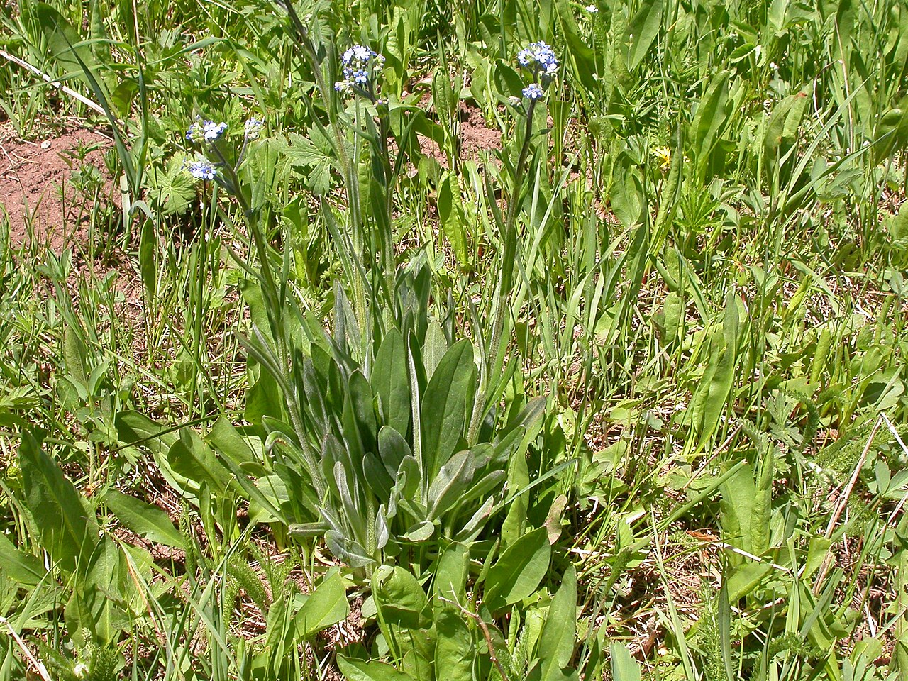 Manyflower stickseed: Te basal leaves are typically well developed and individual plants often can be pulled up with intact roots, an indication of the short-lived perennial habit.