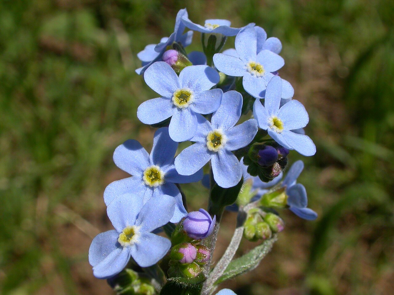 Manyflower stickseed: The limb of the corolla is usually over 3 mm wide in this biennial to short-lived perennial.