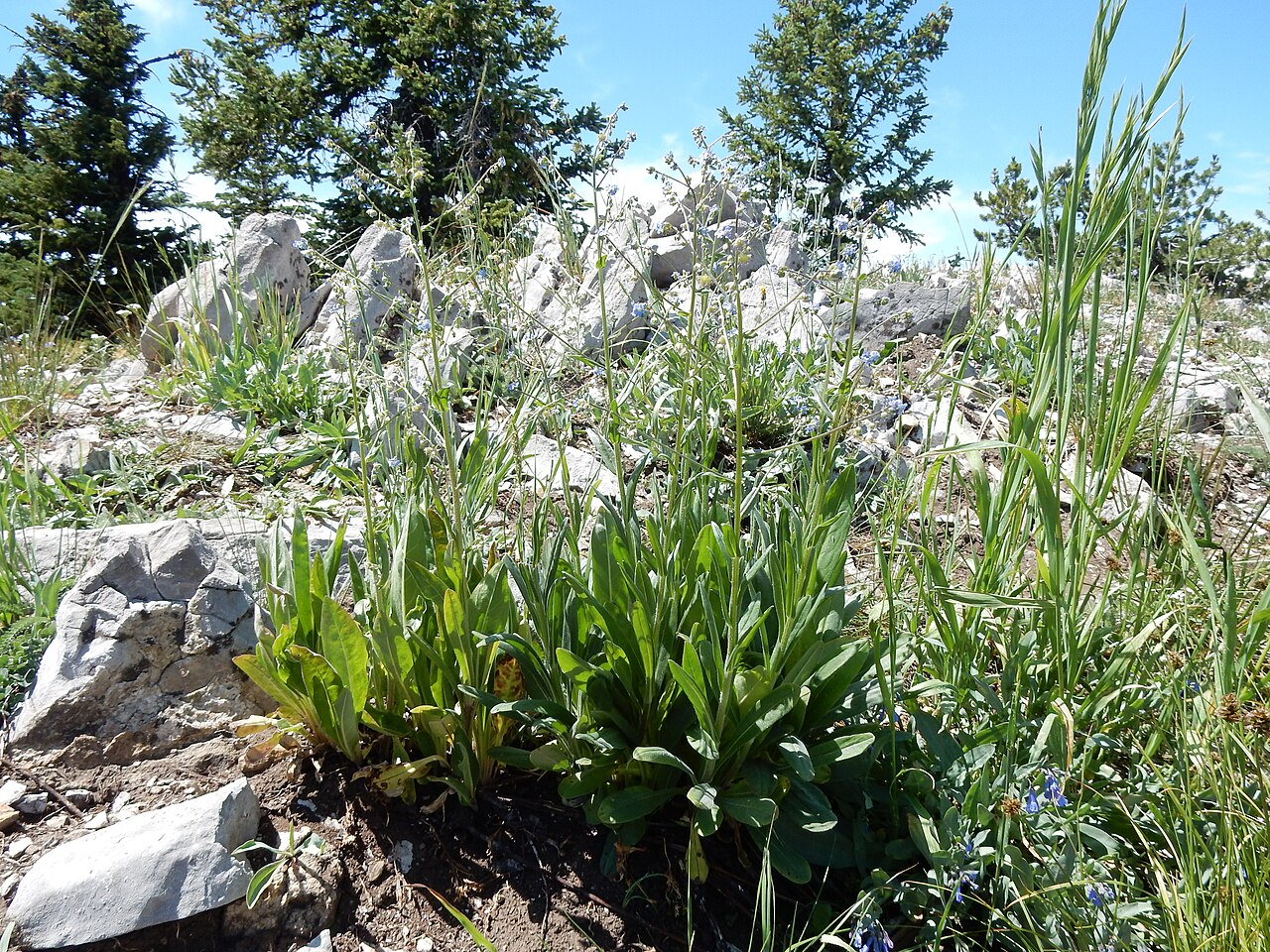 Blue stickseed: The robust basal leaf bunch often several together (indicative of a branched caudex), blue petals with white fornices, and nutlets 3-5 mm long distinguish this