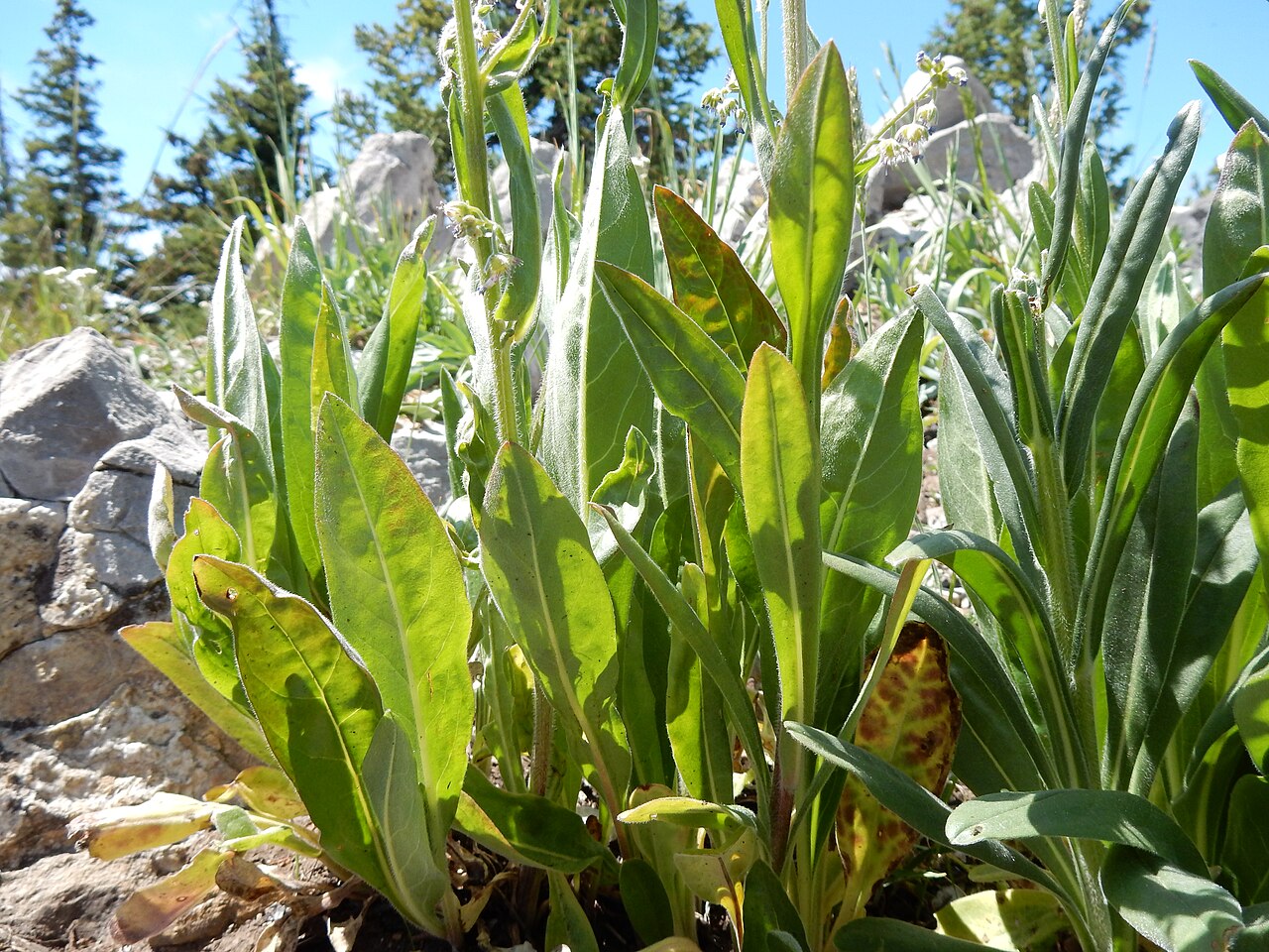 Blue stickseed: The robust basal leaf bunch often several together (indicative of a branched caudex), blue petals with white fornices, and nutlets 3-5 mm long distinguish this