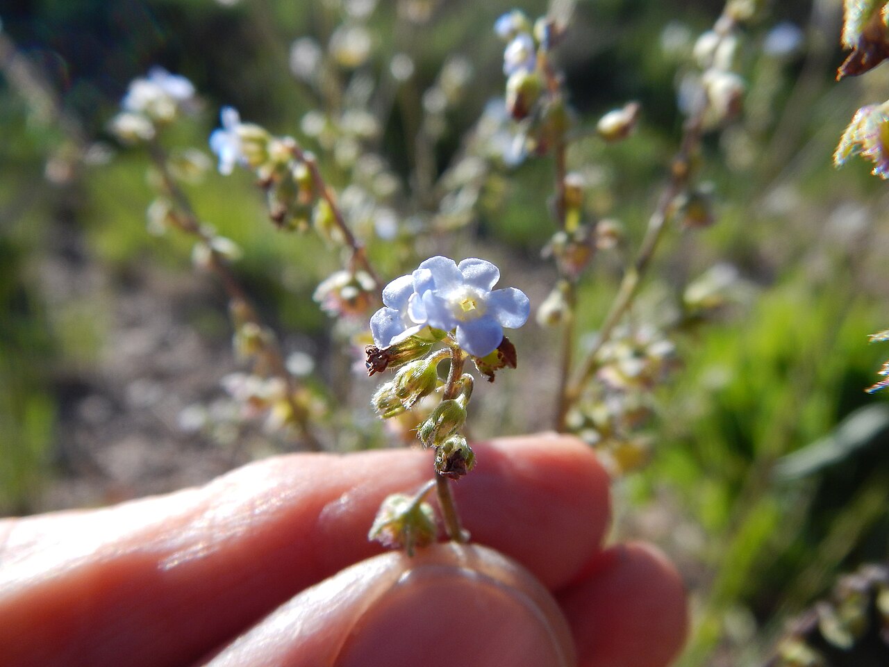 Blue stickseed: This species of stickseed is distinguished by its robust habit with a well developed basal leaf bunch and blue flowers producing nutlets mostly 4-5 mm long. Alt