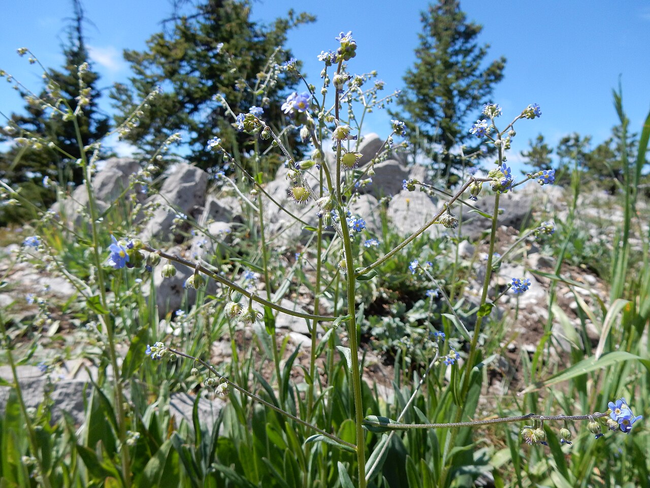 Blue stickseed: The robust basal leaf bunch often several together (indicative of a branched caudex), blue petals with white fornices, and nutlets 3-5 mm long distinguish this